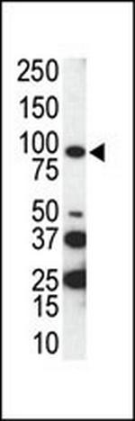 Axl Antibody in Western Blot (WB)