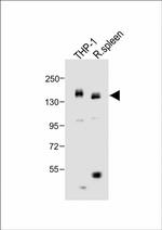 CSF1R Antibody in Western Blot (WB)