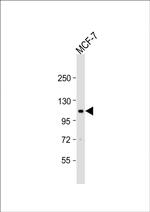 EphA2 Antibody in Western Blot (WB)