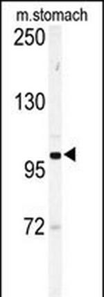 EphA6 Antibody in Western Blot (WB)