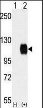 TYRO3 Antibody in Western Blot (WB)