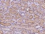 Claudin 12 Antibody in Immunohistochemistry (Paraffin) (IHC (P))