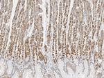 MTCO2 Antibody in Immunohistochemistry (Paraffin) (IHC (P))