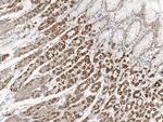 MTCO2 Antibody in Immunohistochemistry (Paraffin) (IHC (P))