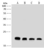 MTCO2 Antibody in Western Blot (WB)