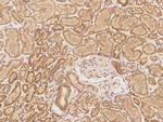 ROBO3 Antibody in Immunohistochemistry (Paraffin) (IHC (P))