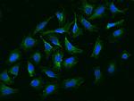 NBPF15 Antibody in Immunocytochemistry (ICC/IF)