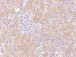 NBPF15 Antibody in Immunohistochemistry (Paraffin) (IHC (P))