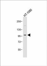 PIK3CD Antibody in Western Blot (WB)