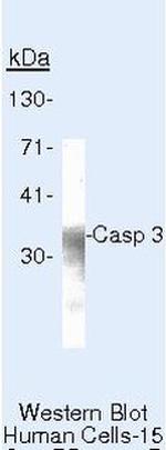 Caspase 3 Antibody in Western Blot (WB)