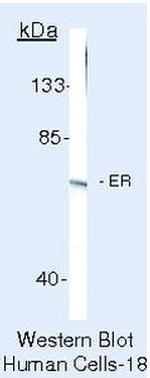 Estrogen Receptor alpha Antibody in Western Blot (WB)