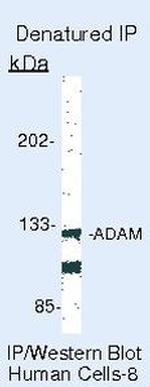 ADAM17 Antibody in Immunoprecipitation (IP)