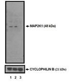 MEK1 Antibody