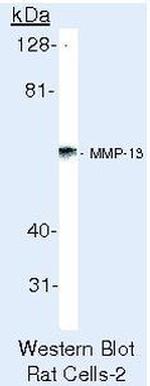 MMP13 Antibody in Western Blot (WB)