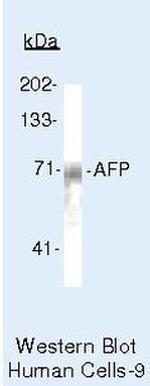 AFP Antibody in Western Blot (WB)