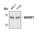 EBP50 Antibody in Western Blot (WB)