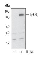 IkB zeta Antibody in Western Blot (WB)