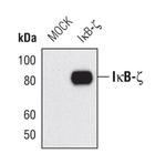 IkB zeta Antibody in Western Blot (WB)