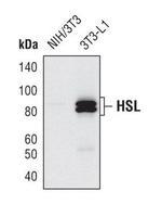 HSL Antibody in Western Blot (WB)