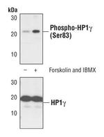Phospho-HP1 gamma (Ser83) Antibody in Western Blot (WB)