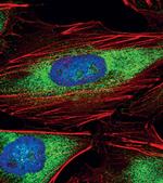 eIF3a Antibody in Immunocytochemistry (ICC/IF)