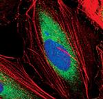 EEF1A1 Antibody in Immunocytochemistry (ICC/IF)