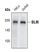 Blooms Syndrome Antibody in Western Blot (WB)