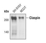 Claspin Antibody in Western Blot (WB)