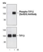 Phospho-TRIM28 (Ser824) Antibody