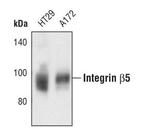 ITGB5 Antibody in Western Blot (WB)