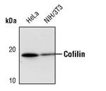 Cofilin Antibody in Western Blot (WB)