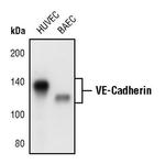 VE-cadherin Antibody in Western Blot (WB)