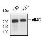 eIF4G Antibody in Western Blot (WB)