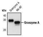 Granzyme A Antibody in Western Blot (WB)