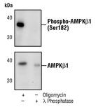 Phospho-AMPK beta-1 (Ser182) Antibody in Western Blot (WB)