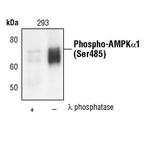 Phospho-AMPK alpha-1 (Ser485) Antibody in Western Blot (WB)