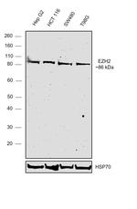 EZH2 Antibody in Western Blot (WB)