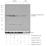 Phospho-p70 S6 Kinase (Ser371) Antibody in Western Blot (WB)