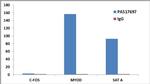 Histone H3 Antibody