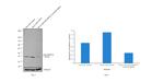 p38 MAPK alpha Antibody in Western Blot (WB)