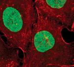 Phospho-RSK1 (Thr573) Antibody in Immunocytochemistry (ICC/IF)