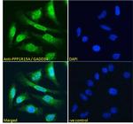 GADD34 Antibody in Immunocytochemistry (ICC/IF)