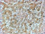 GADD34 Antibody in Immunohistochemistry (Paraffin) (IHC (P))