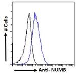 NUMB Antibody in Flow Cytometry (Flow)