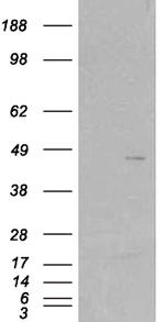 SKAP2 Antibody in Western Blot (WB)