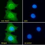 NQO1 Antibody in Immunocytochemistry (ICC/IF)