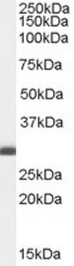 BAP31 Antibody in Western Blot (WB)