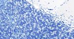 PEBP1 Antibody in Immunohistochemistry (Paraffin) (IHC (P))