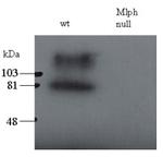 Melanophilin Antibody in Western Blot (WB)