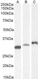 PSMF1 Antibody in Western Blot (WB)